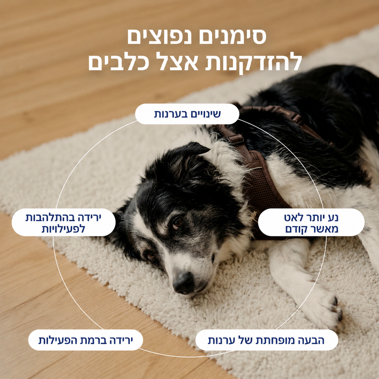 אריכות ימים והזדקנות בריאה