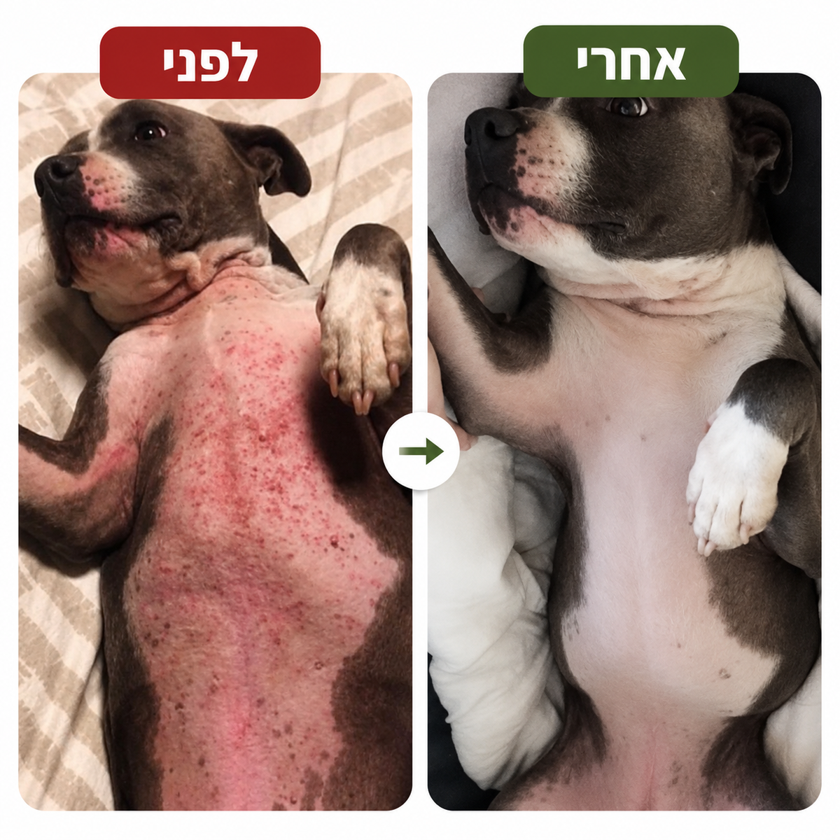 תוסף תזונה לכלבים עם עור רגיש וגירודים